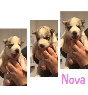 Husky puppies for sale