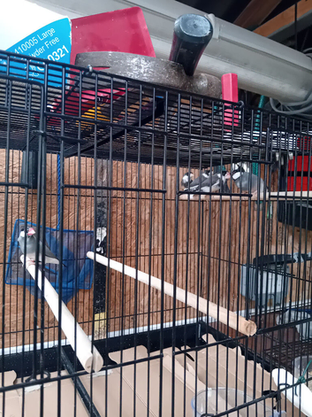 Java Sparrows