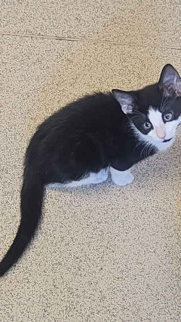 Blk/white kittens ready to go
