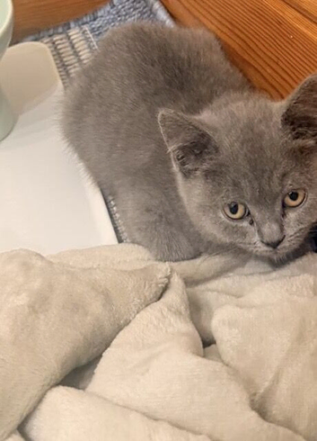 Beautiful Purebred British Shorthair