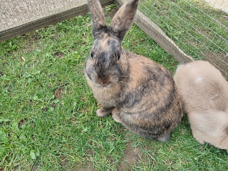 16wks old buck (2 available)