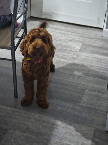 Male cockapoo