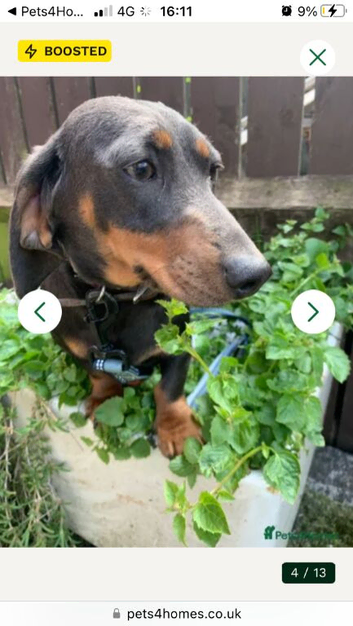 Miniature daschund 10 months old female