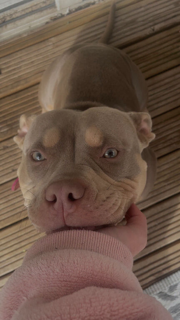 A beautiful American pocket bully for sale looking for a loving home