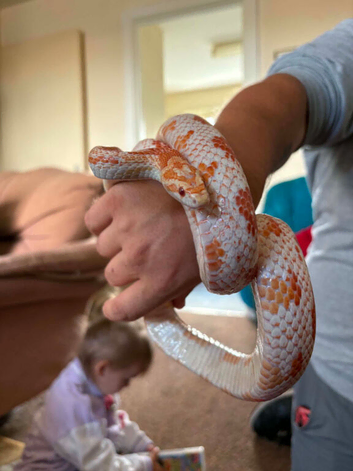 6 year old Amel male corn snake & Viv