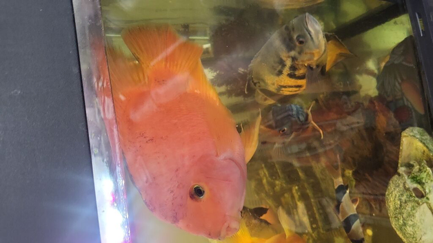king Kong Parrot fish , Albino tiger large Oscars Large Tiger oscar and Red Oscar