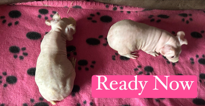 Skinny Pig Sows