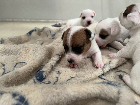 Traditional jack rustle pups