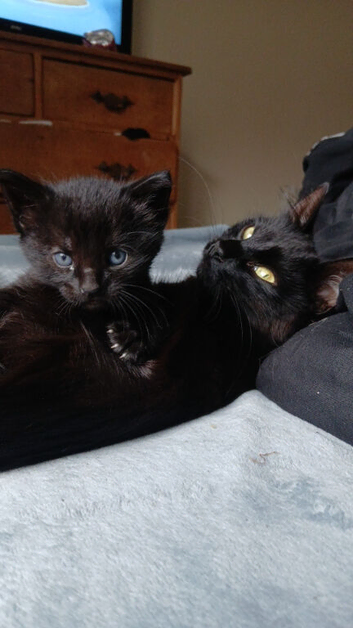 Female kitten