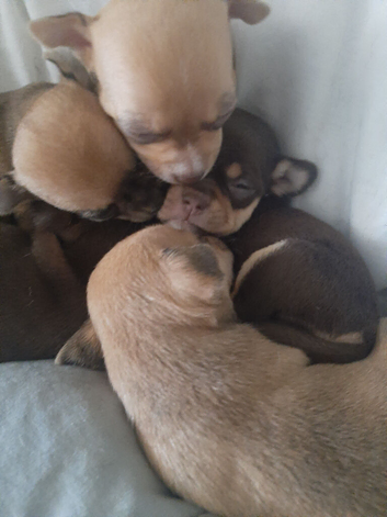 Tiny Chihuahua Puppies