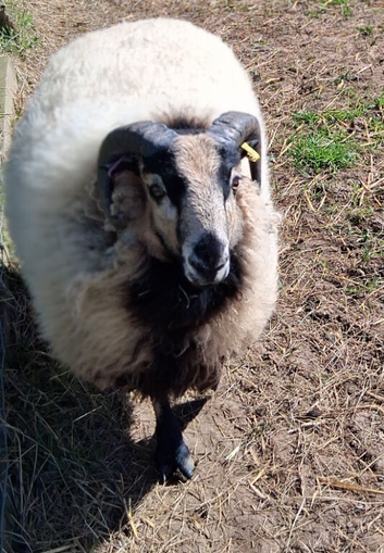 Badger faced Ram (proven)