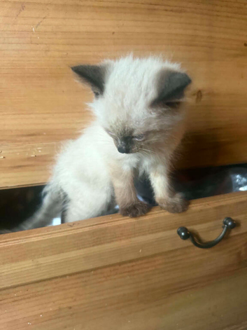 Ragdoll cross kittens