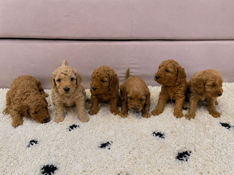 Miniature Goldendoodles