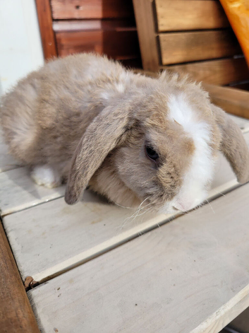 Gorgeous Litter of Mini Plush Lops