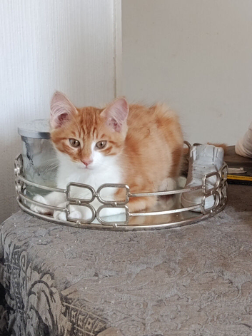 Two kittens ready for their forever home