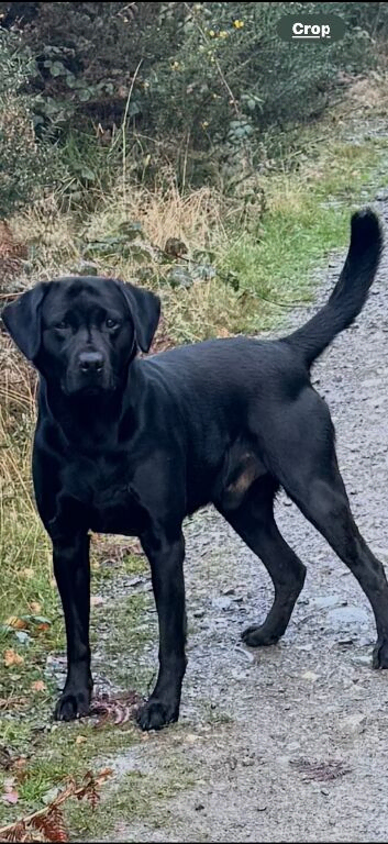 Drakeshead black lab for stud