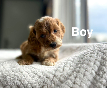 Layla adorable cockapoo puppies ready now