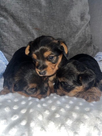 Yorkshire terrier puppies