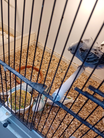 2026 Helicopter budgies