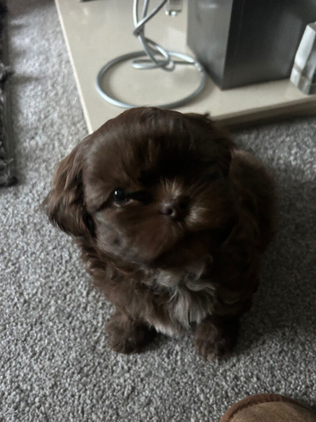 Chocolate Imperial Shihtzu