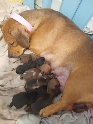 Bulldach puppies