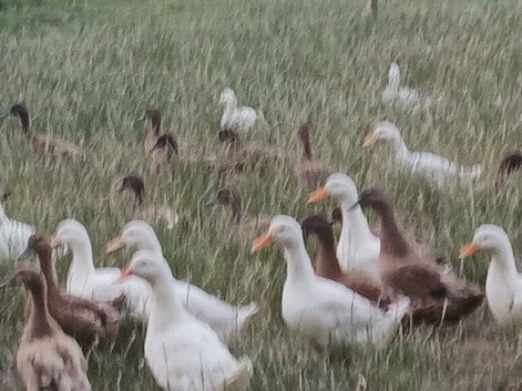 Point of lay ducks