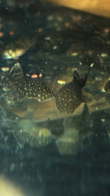 Tropical fish for sale