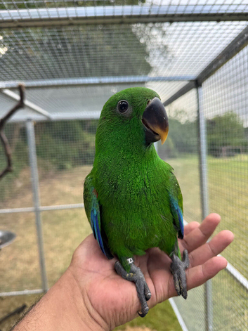 Hand reared 15 week old Eclectus
