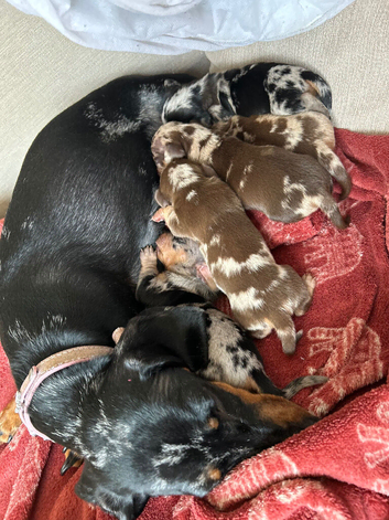 Only 3 beautiful boys left!