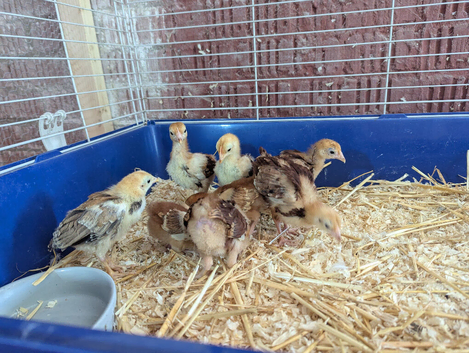 8 Rir bantam chicks 2/3 week old.