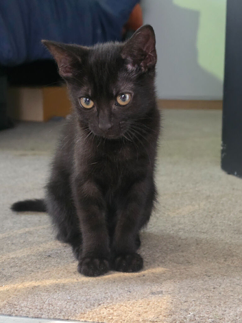 Pure black female