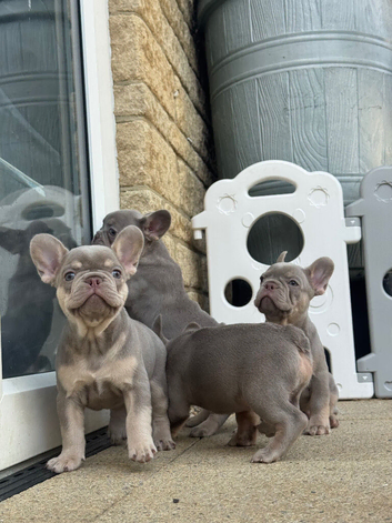 New Shade Health Clear KC Registered French Bulldog Puppies