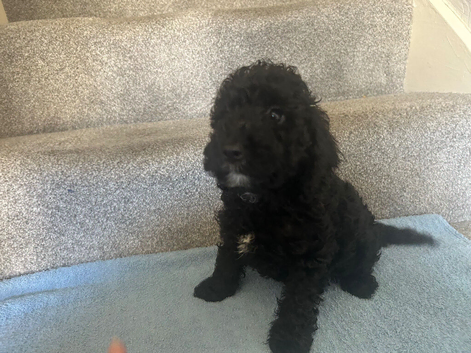 6 gorgeous cockapoos looking for their forever home