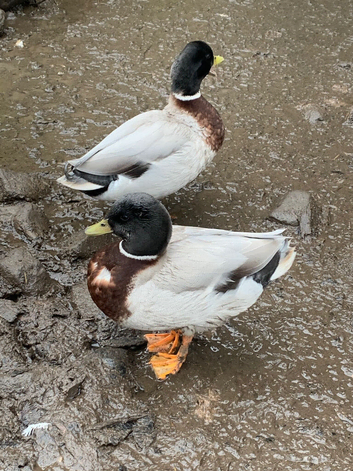 Call duck drake