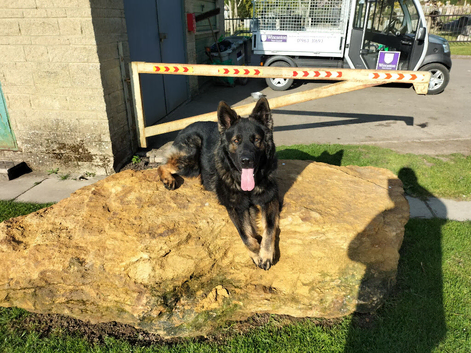 Large East Germany working line German shepherd for stud
