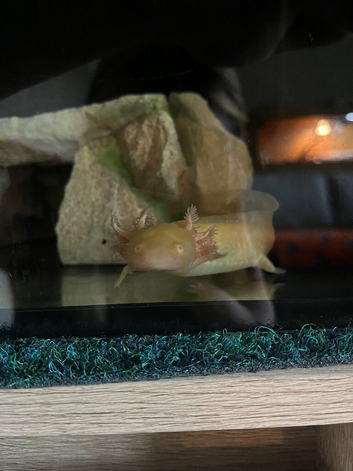 Stumpy the 1 year old Axolotl