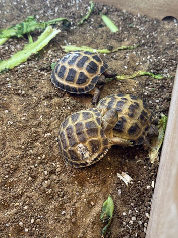 Lovely young Horsfield (Russian) tortoises looking for caring and responsible new homes.