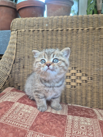 STUNNING BRITISH SHORTHAIR BOYS