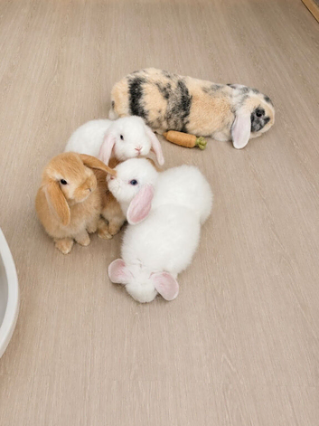 Beautiful mini lops boys & girls