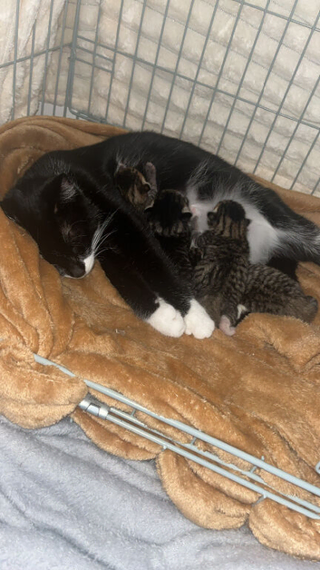 Tabby kittens