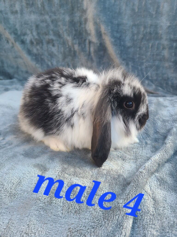 Baby rabbits ready now