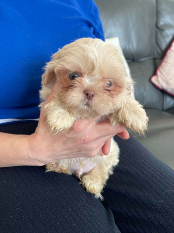 imperial shih tzu 2 boys left