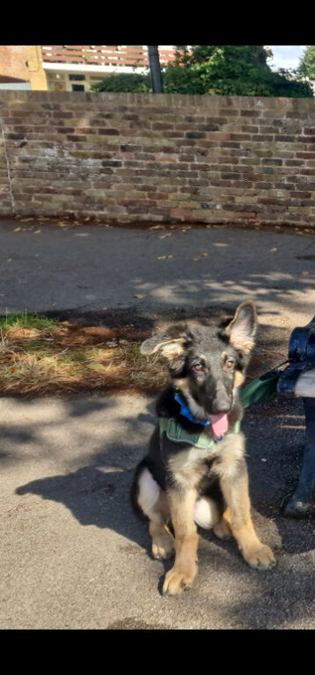 German Shepperd Male