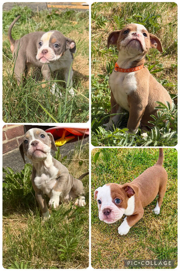 Old tyme bulldogs