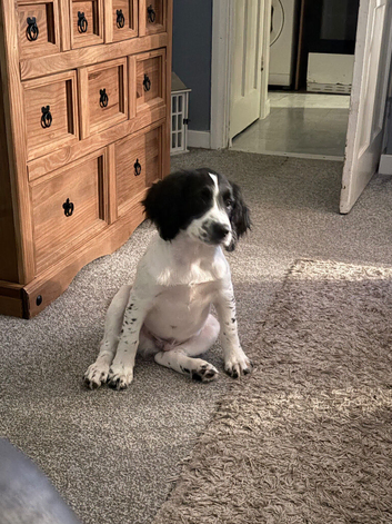 A male cocker spaniel