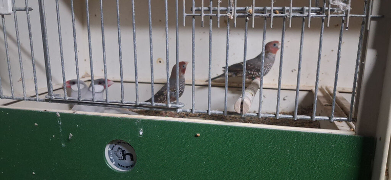 Pair of red headed finches