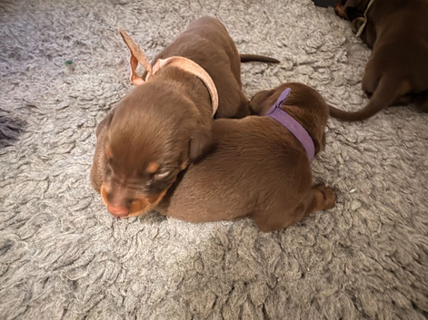 Doberman Puppies