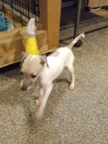 Italian greyhound pups for sale
