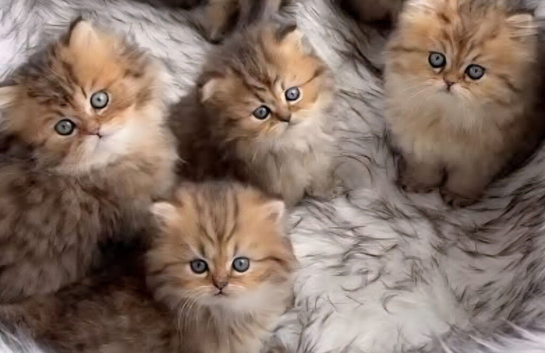 PURE PERSIAN KITTENS