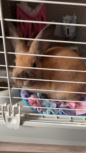 4 month rabbit